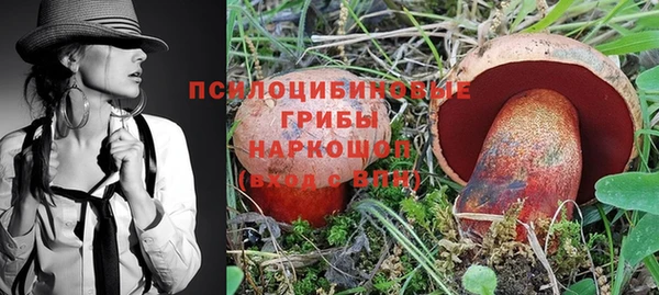 стаф Корсаков